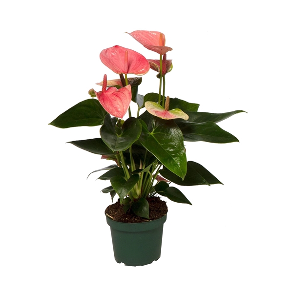 <h4>Anthurium Sweet Dream 12cm</h4>