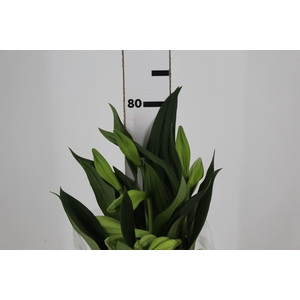 LIRIO ASIT BRANCO 080 CM HA 2/3 FLS