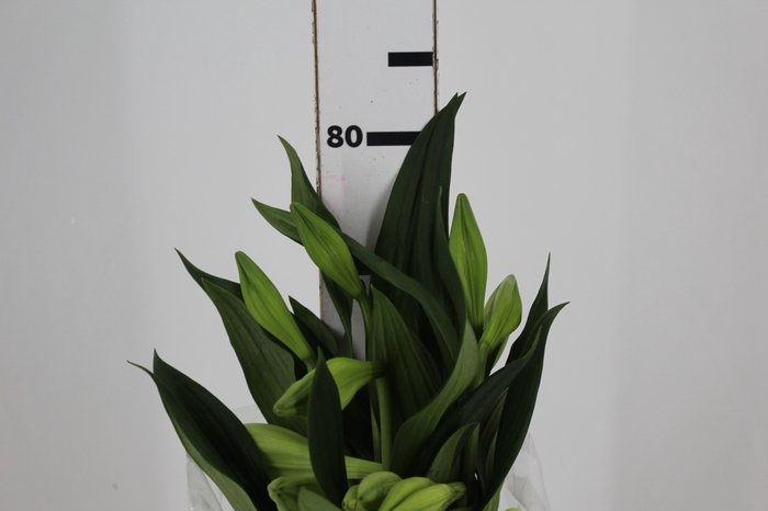 <h4>LIRIO ASIT BRANCO 080 CM HA 2/3 FLS</h4>