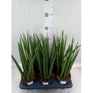 Sansevieria cyl.  ...