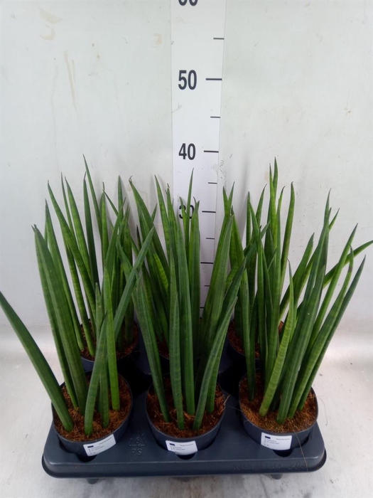 <h4>Sansevieria cyl.  ...</h4>