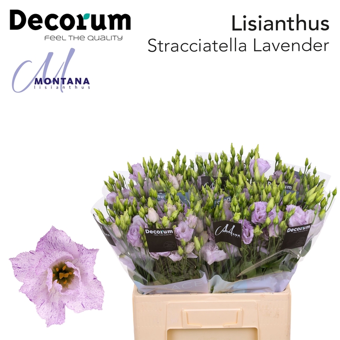 <h4>Lisianthus Stracciatella lavender 60cm</h4>