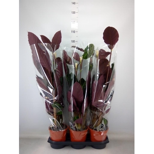 Calathea warscewiczii