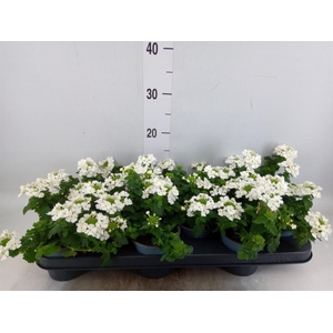 Verbena  'Lascar White'