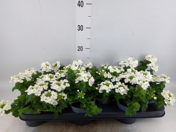 <h4>Verbena  'Lascar White'</h4>