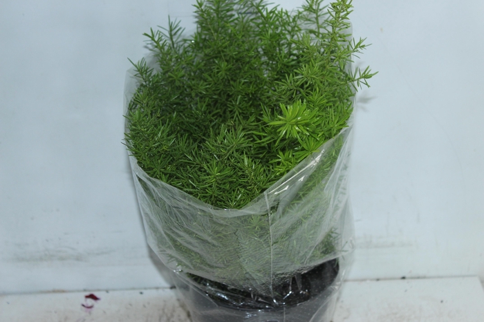 <h4>ASPARGO ALFINETE P17</h4>