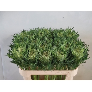 Brass Crane Feather Snow