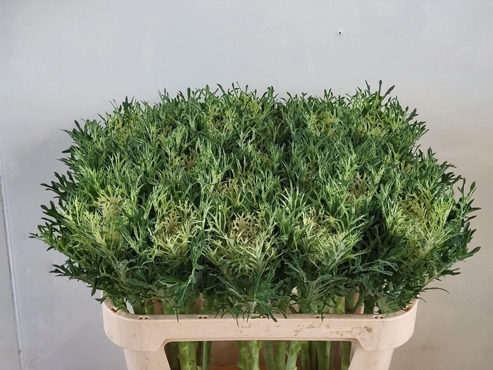 <h4>Brass Crane Feather Snow</h4>