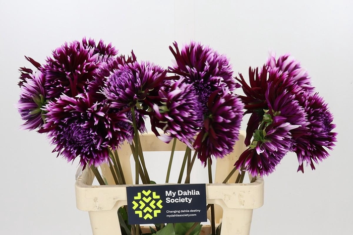 Dahlia Aiyana