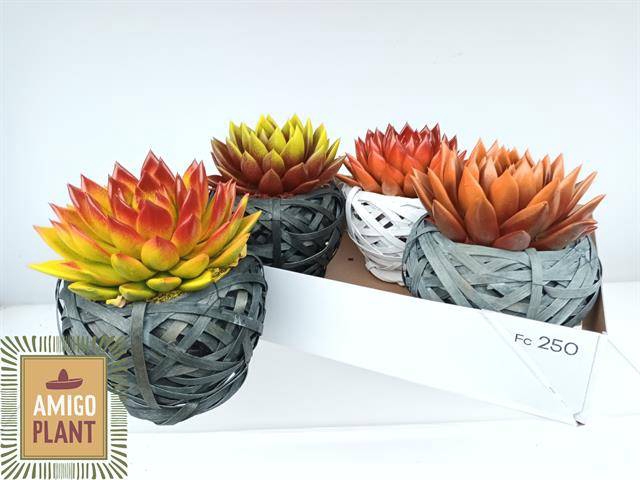 <h4>ARR SUCCULENTEN</h4>