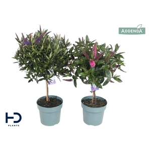 Hebe Addenda mix p17 bol op stam: kleur per fust, min. 2 fusten