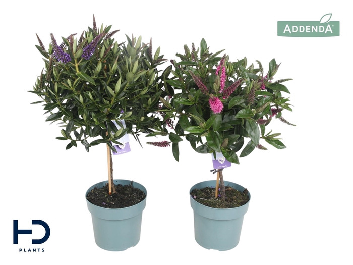 <h4>Hebe Addenda mix p17 bol op stam: kleur per fust, min. 2 fusten</h4>