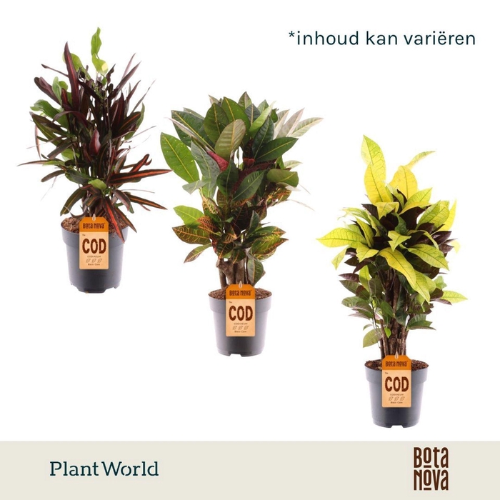 <h4>Codiaeum Codiaeum</h4>