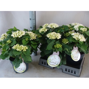Hydrangea mac.