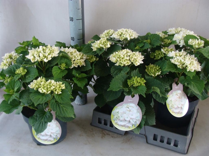 <h4>Hydrangea mac.</h4>