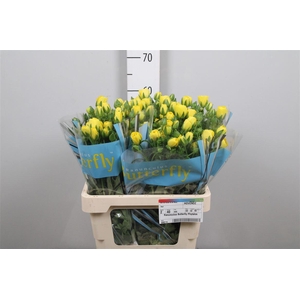 Ran Butterfly Phytalos