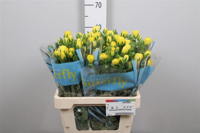 <h4>Ran Butterfly Phytalos</h4>