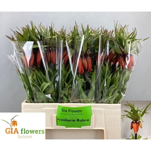 FRIT IM RUBRA MAXIMA