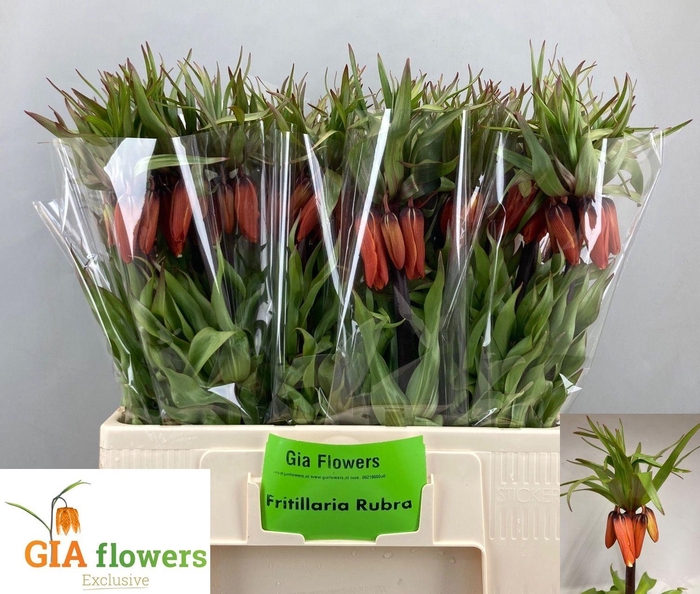 <h4>FRIT IM RUBRA MAXIMA</h4>