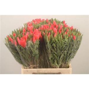 Clarkia Am Gr Salmon