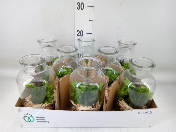 <h4>Arr. Kamerplant Groen L%</h4>