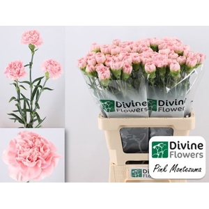 Dianthus ST 'Pink Montezuma'