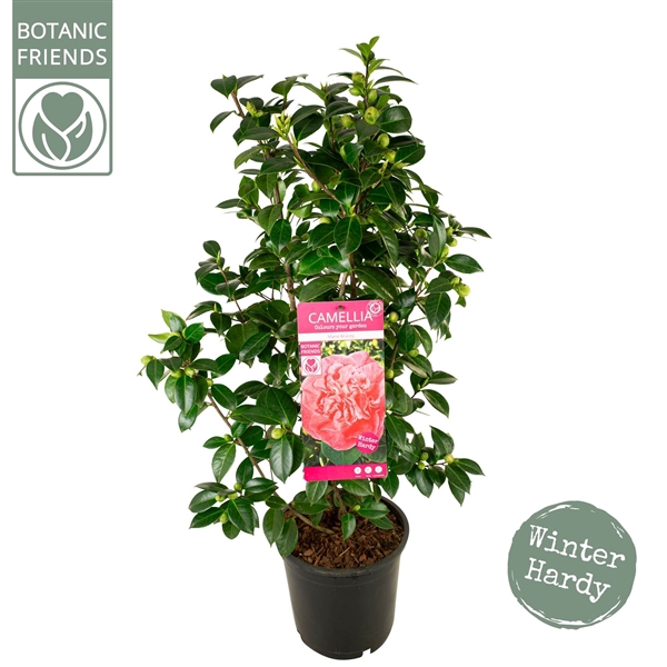 <h4>Camellia jap. 'Marie Bracey'</h4>