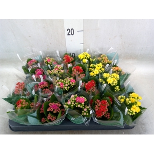 Kalanchoe blos. 'RosDon Collection'