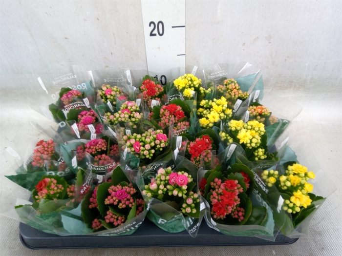 <h4>Kalanchoe blos. 'RosDon Collection'</h4>