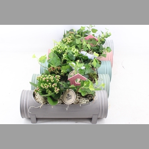 arr2 PL - Zink cilin. pastel mix 338/5 - mix