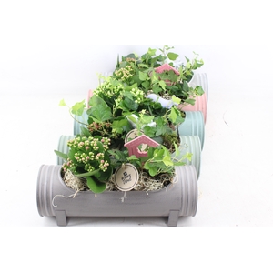arr2 PL - Zink cilin. pastel mix 338/5 - mix