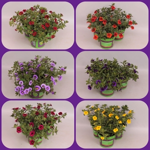 Calibrachoa Divers