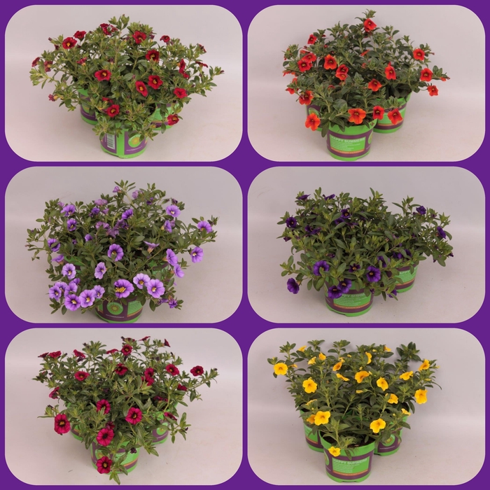 <h4>Calibrachoa Divers</h4>