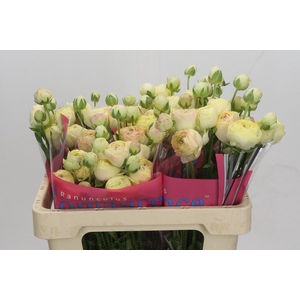 Ranunculus Romance Hydra