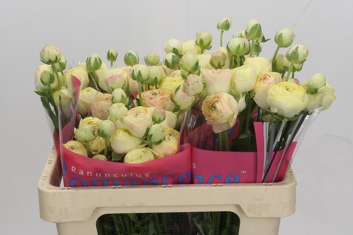 Ranunculus Romance Hydra