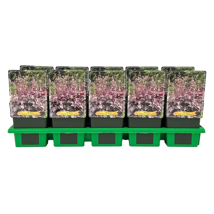 Heuchera americana