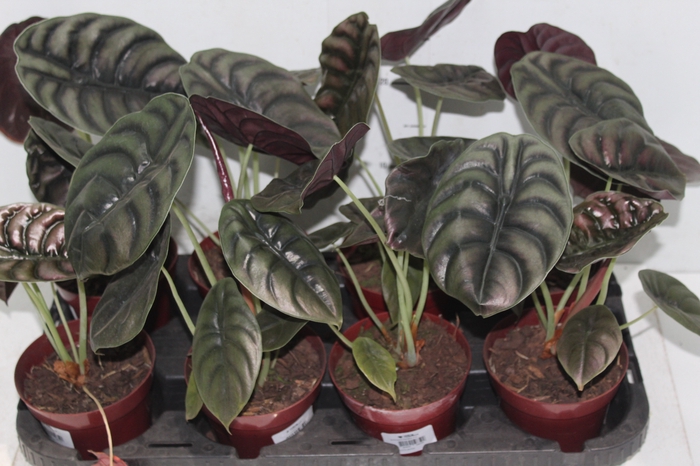 <h4>ALOCASIA CUPREA P12</h4>