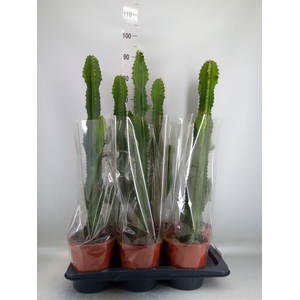 Euphorbia acrurensis