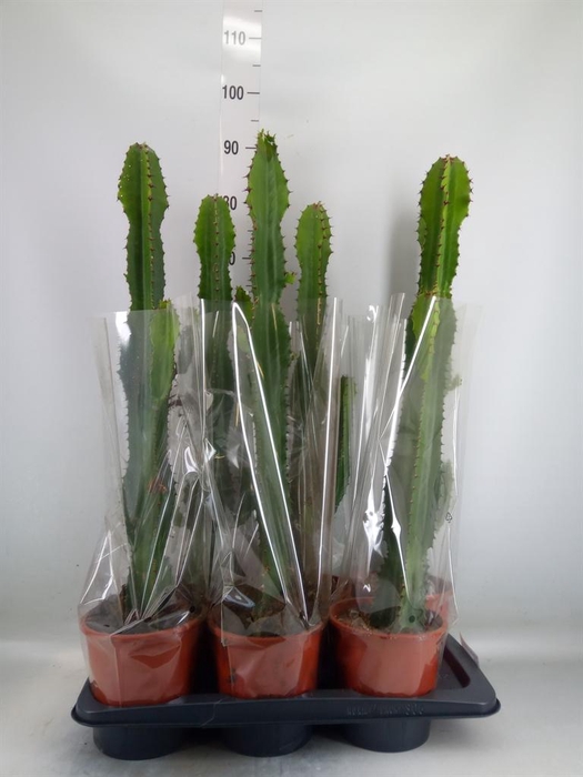 <h4>Euphorbia acrurensis</h4>