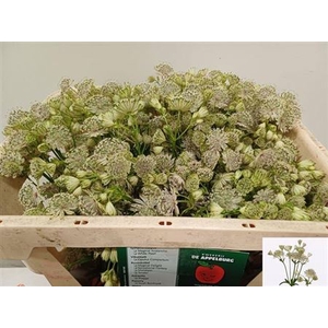 Astr Shaggy 60cm