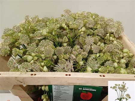 <h4>Astrantia Shaggy</h4>