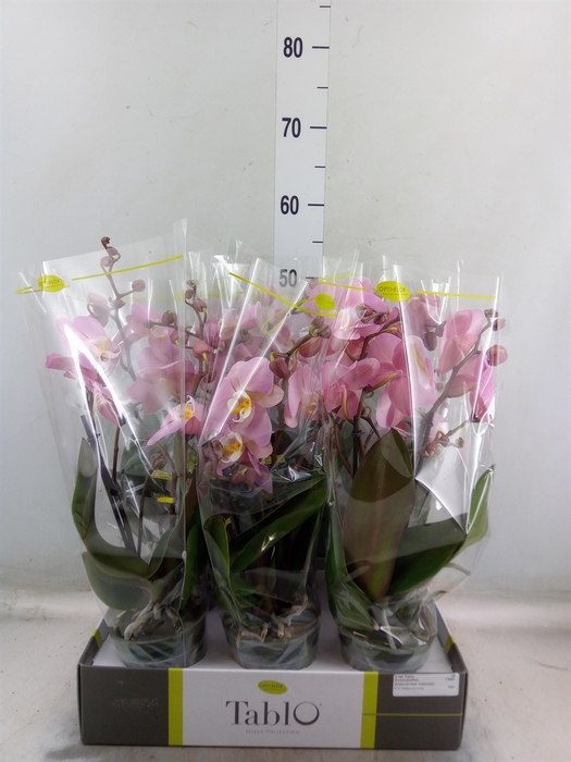 <h4>Phalaenopsis   ...rose</h4>