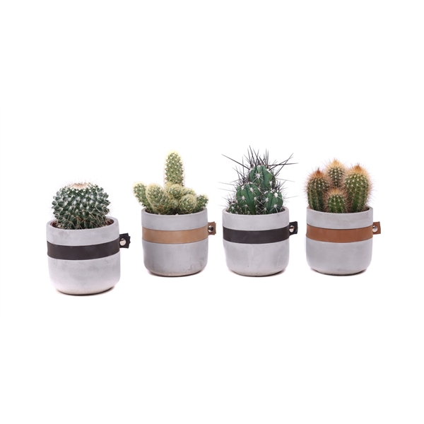 <h4>Cactus mix 8,5 cm in Bali sierpot</h4>