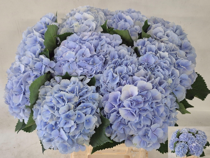 <h4>HYDR M CH VERENA BL</h4>