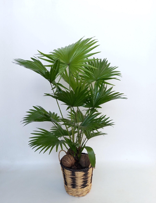 <h4>Livistona rotundifolia</h4>