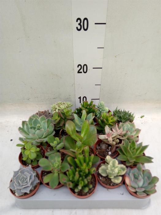 <h4>Succulents ...</h4>