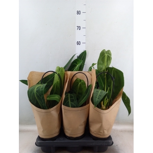 Anthurium   ...