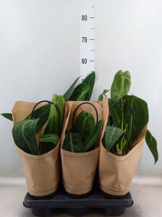 <h4>Anthurium   ...</h4>