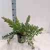 Callistemon citrinus Splen