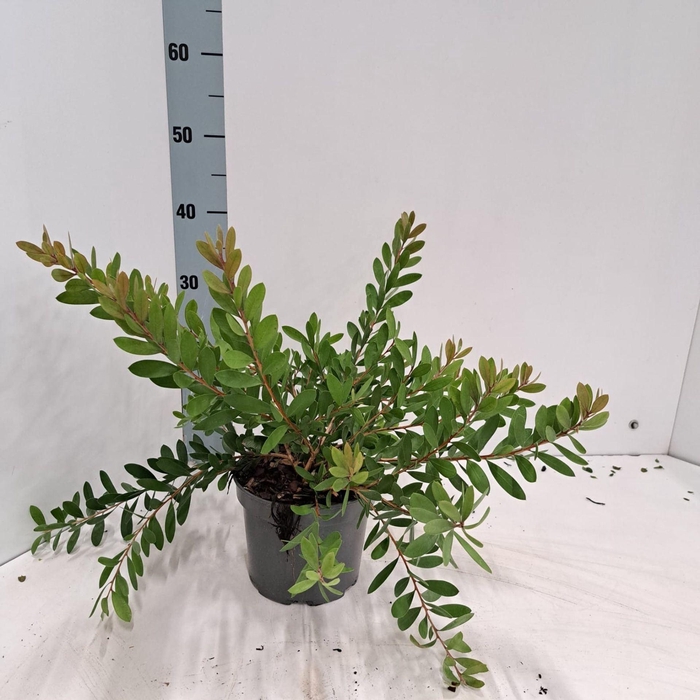 <h4>Callistemon citrinus Splen</h4>